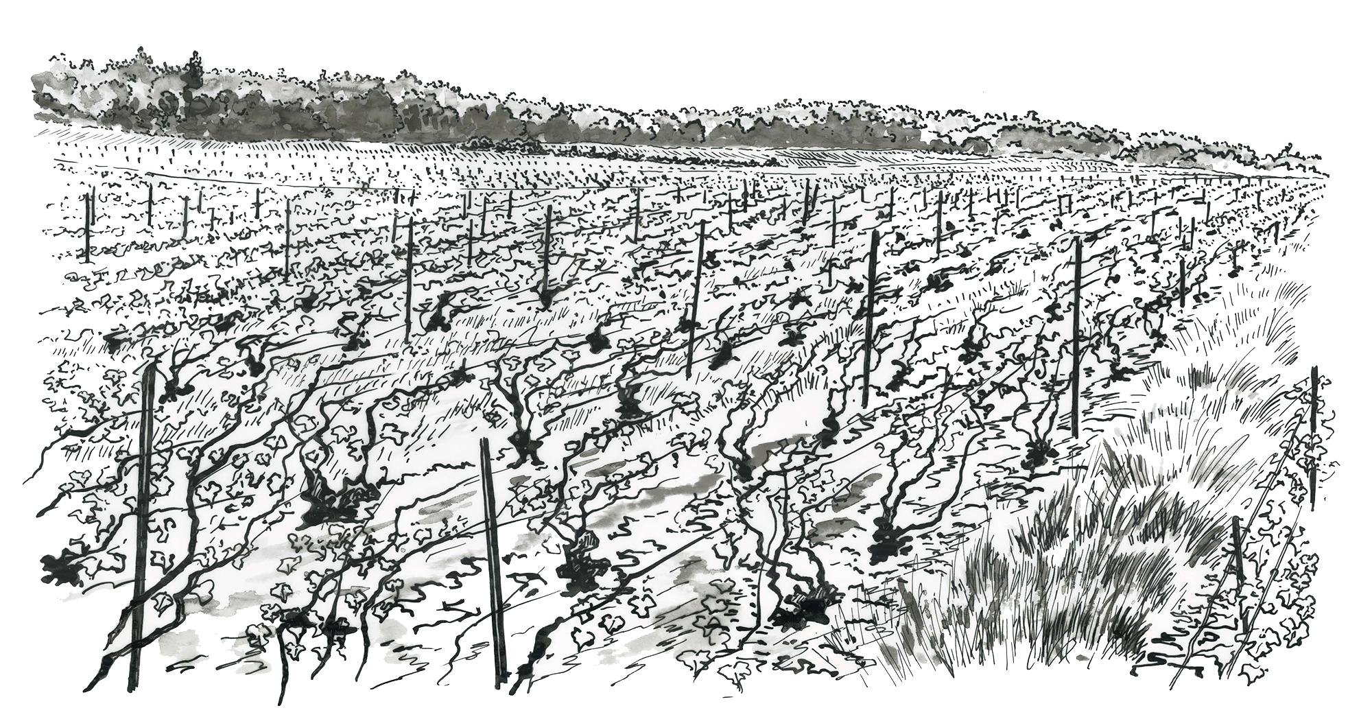 Dessin de vigne parcelle